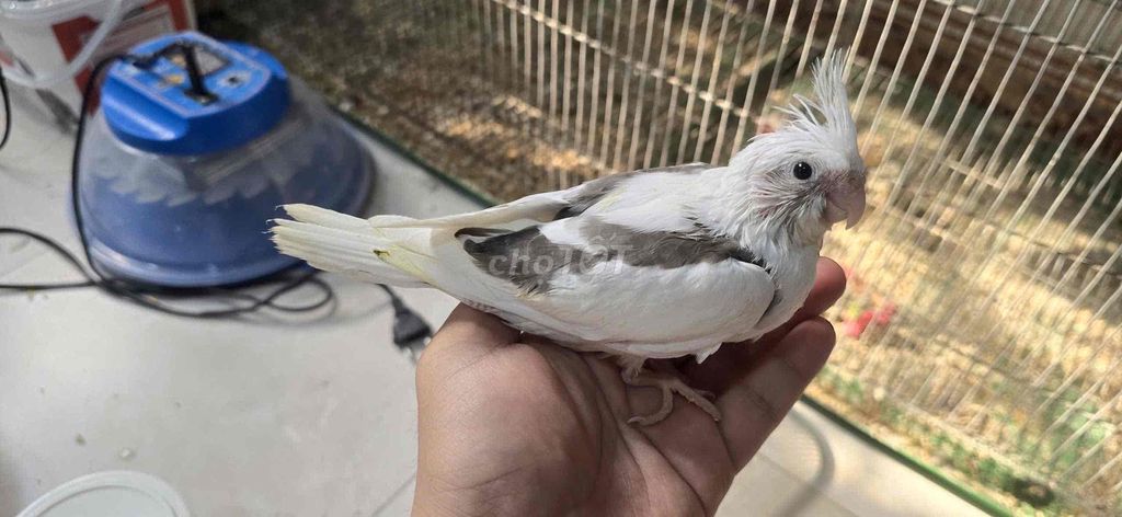 Chim Cockatiel Đút bột. Mua bán Chim tại Thành phố Thủ Đức Tp Hồ Chí Minh được đăng bởi Toàn Lê hình 1