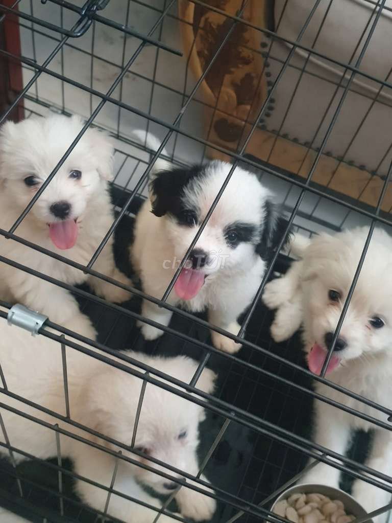Chó Golden Retriever F1 2 tháng đã tiêm sổ giun. Mua bán Chó tại Quận Bình Tân Tp Hồ Chí Minh được đăng bởi Linh Phuong hình 1