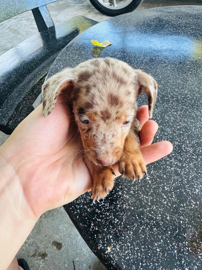 Chó Lạp xưởng lai. Mua bán Chó tại Quận Sơn Trà Đà Nẵng được đăng bởi Từ Ngọc Mạnh hình 1