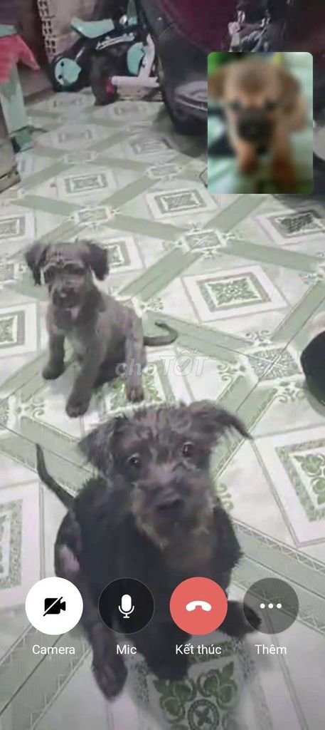 Chó. Mua bán Chó tại Huyện Trảng Bom Đồng Nai được đăng bởi Mimi Lê hình 1