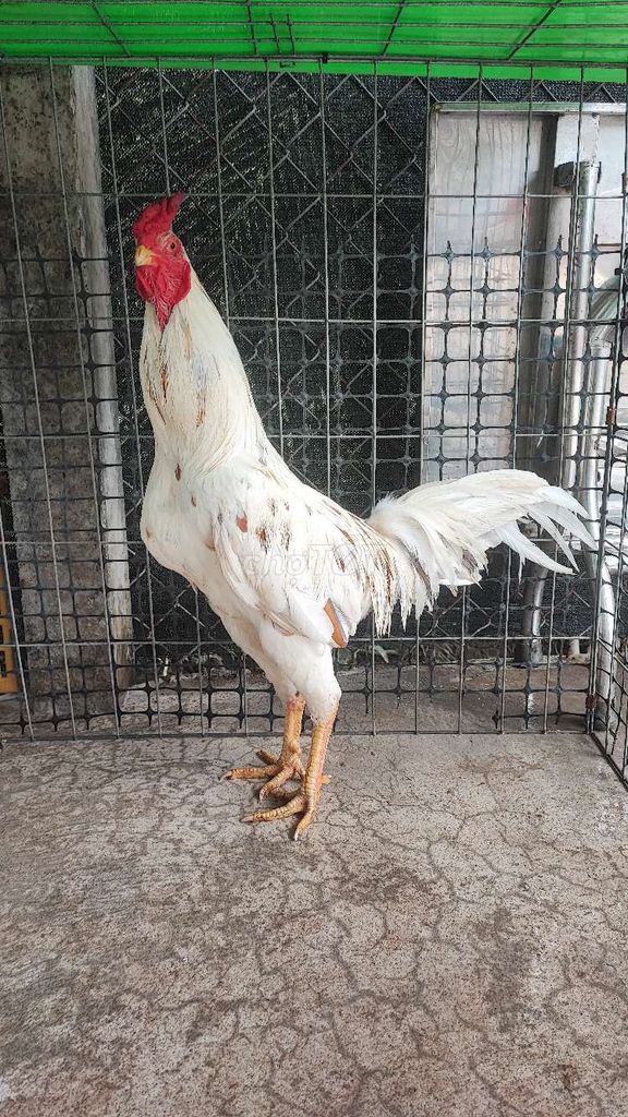 Gà trống trắng  3.1kg. Mua bán Gà tại Huyện Chợ Gạo Tiền Giang được đăng bởi chí hình 1