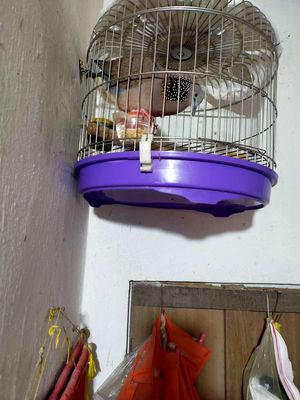 Chim cu gáy khách nhất Việt Nam