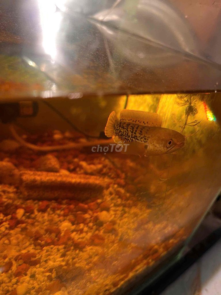 tiểu size 8 tặng thêm con độc nhản. Mua bán Thú cưng khác tại Thành phố Thuận An Bình Dương được đăng bởi Pham hình 1