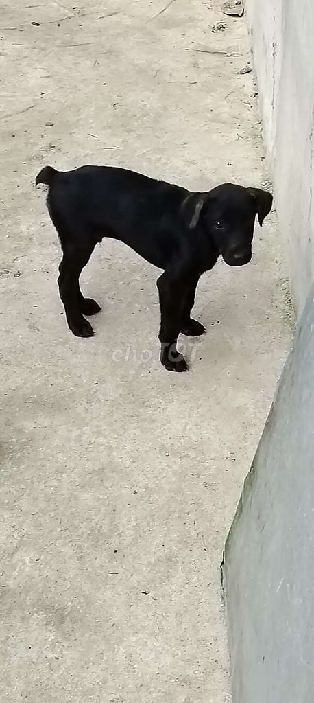 Mông cộc thỏ. Mua bán Chó tại Huyện Bàu Bàng Bình Dương được đăng bởi MrPhong hình 5