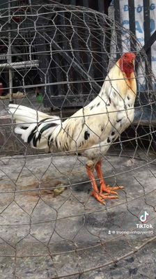 bướm tơ thái mỹ bán hoặc gl. Mua bán Gà tại Huyện Bình Chánh Tp Hồ Chí Minh được đăng bởi Quyền Candy