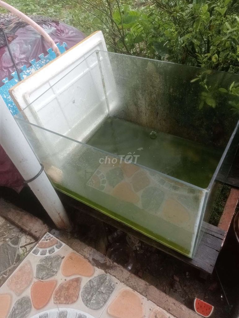 Bể kính chưa hải sản tươi sống. Mua bán Đồ chuyên dụng, Giống nuôi trồng tại Huyện Mỹ Xuyên Sóc Trăng được đăng bởi thanh hình 2