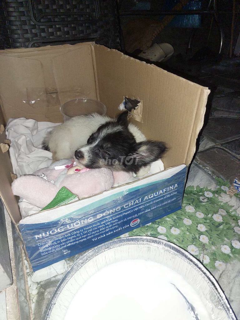 Chó Đen trắng. Mua bán Chó tại Thành phố Thủ Đức Tp Hồ Chí Minh được đăng bởi Nguyễn Dương Ánh Linh hình 1