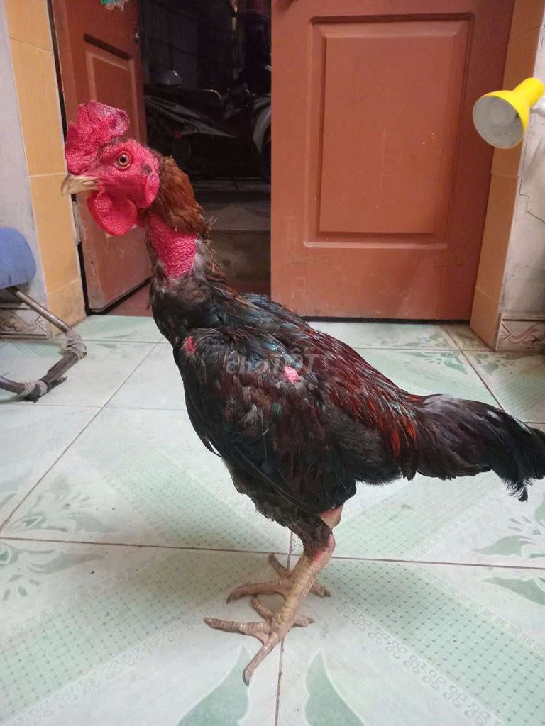 2 e gad tía. Mua bán Gà tại Huyện Thường Tín Hà Nội được đăng bởi Đức Thiện hình 1