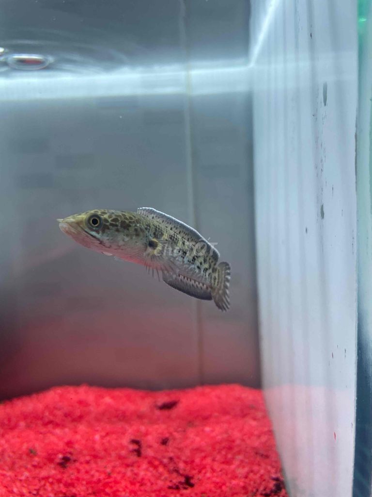 Cá Lóc Nử Hoàng Bầy và tách fom size 6-7cm 290k/1c. Mua bán Thú cưng khác tại Quận 12 Tp Hồ Chí Minh được đăng bởi Trần Hữu Lượng hình 3