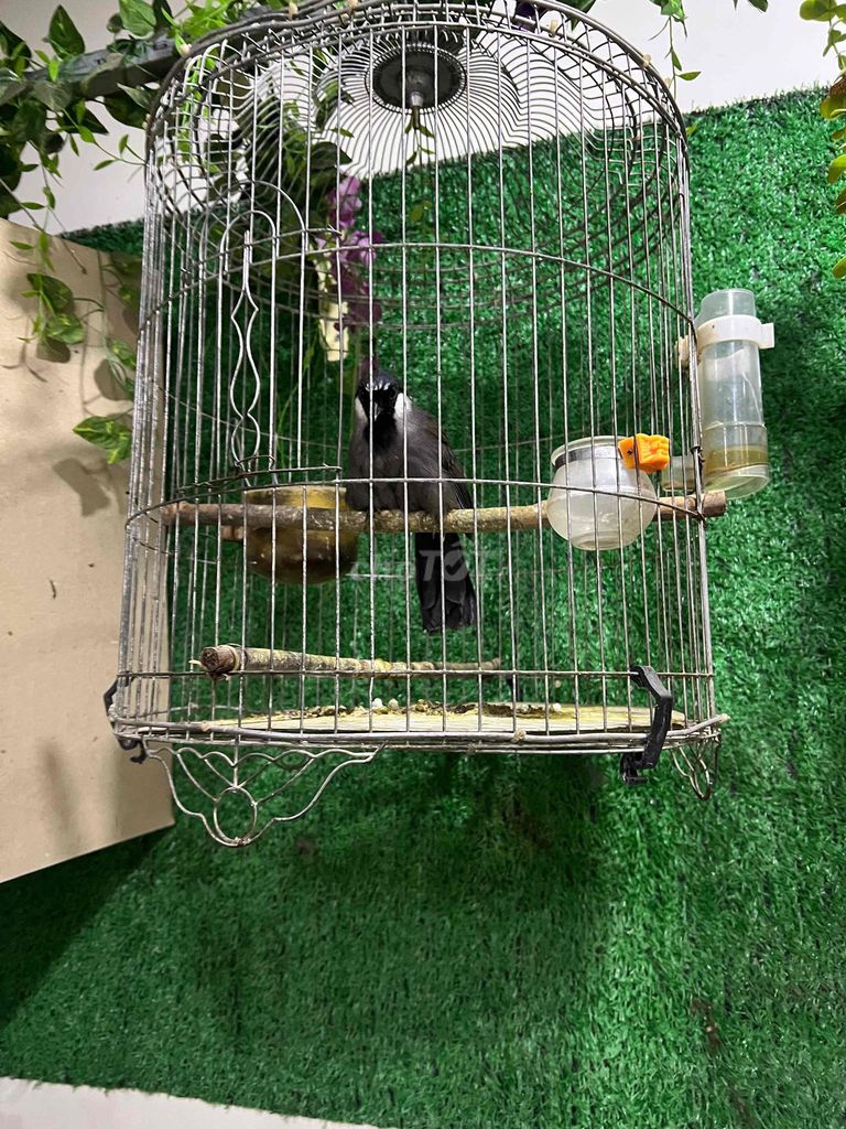 Chim cảnh khướu. Mua bán Chim tại Huyện Hóc Môn Tp Hồ Chí Minh được đăng bởi tuấn dũng hình 1