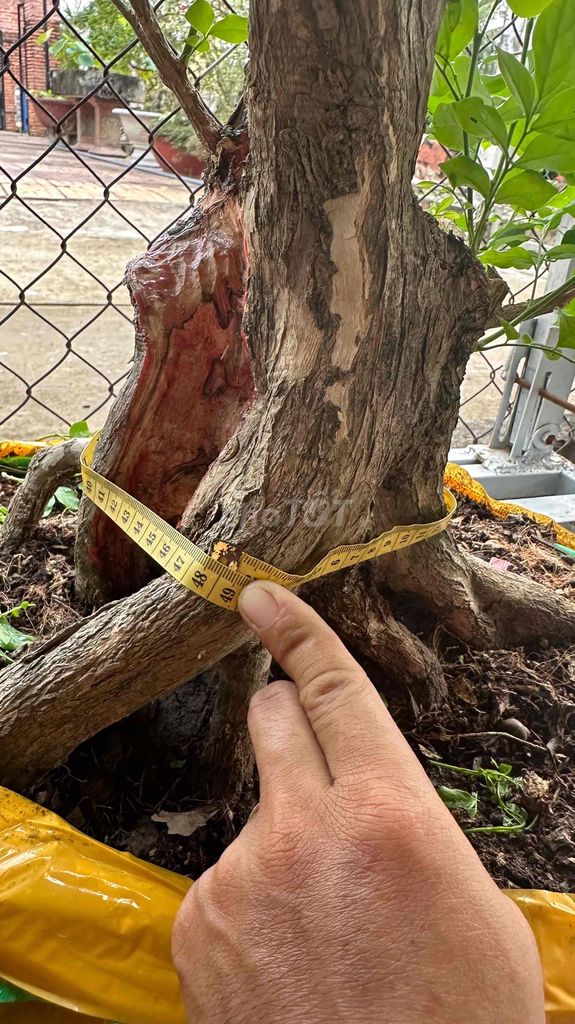 Cây cảnh Nguyệt quế Lùn Khoẻ mạnh. Mua bán Cây cảnh, đồ trang trí tại Huyện Phụng Hiệp Hậu Giang được đăng bởi Minhquan hình 1