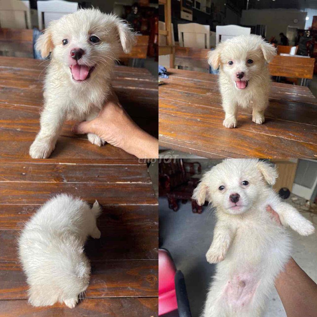 Chó Phốc Sóc lai Nhật 2 tháng Trắng. Mua bán Chó tại Quận Bình Tân Tp Hồ Chí Minh được đăng bởi thành hình 1