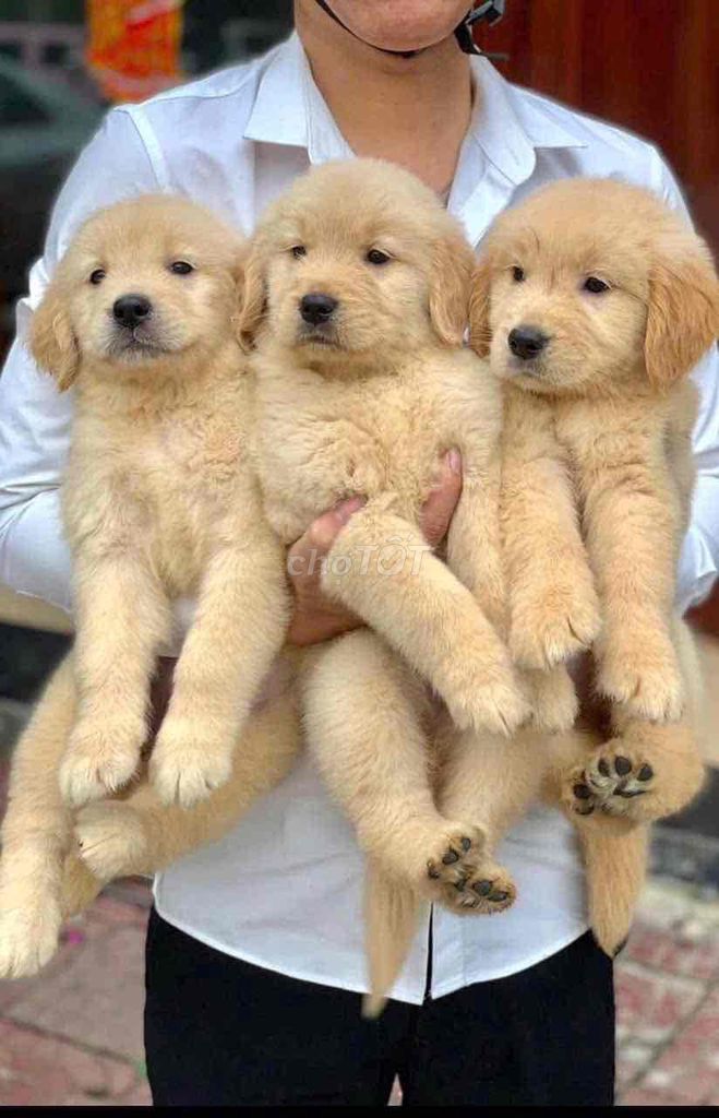 Chó Golden Retriever vàng kem con đã tiêm. Mua bán Chó tại Quận 6 Tp Hồ Chí Minh được đăng bởi Minh Anh hình 1