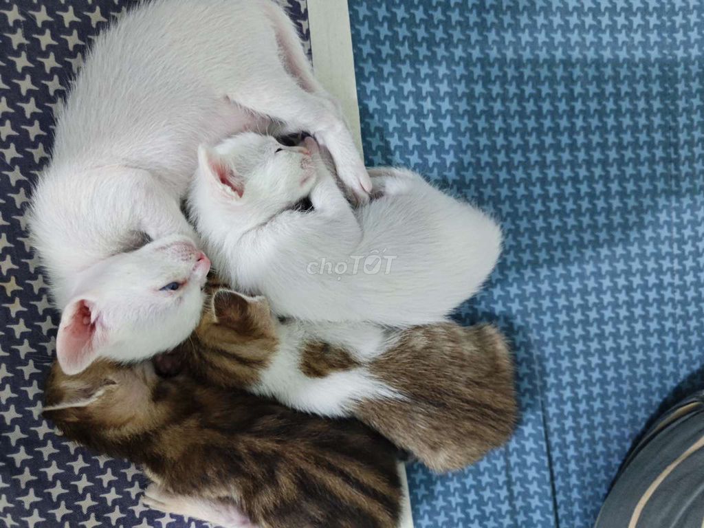 Mèo con hơn 1 tháng tuổi. Mua bán Mèo tại Thành phố Dĩ An Bình Dương được đăng bởi Đoàn Thanh Toàn hình 1