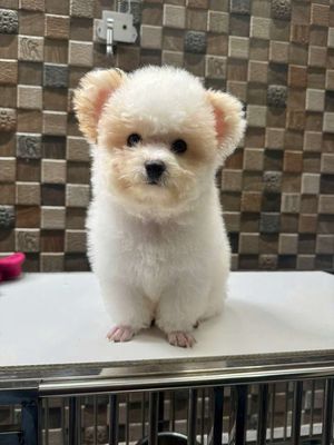 Chó poodle