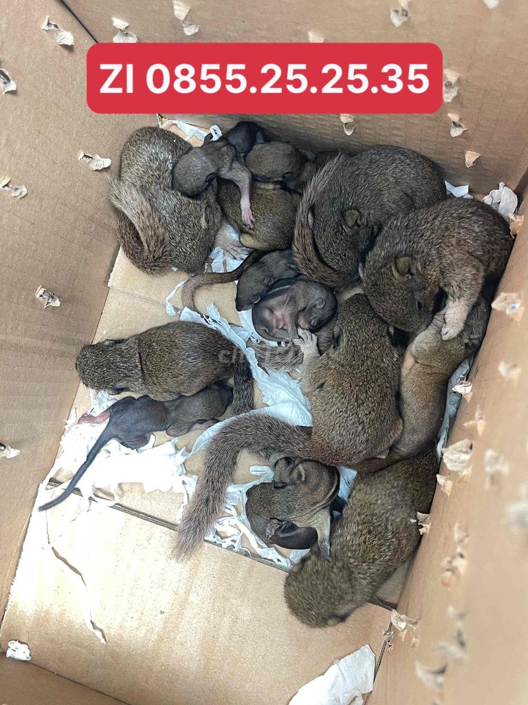 sóc bông đất baby. Mua bán Thú cưng khác tại Thành phố Dĩ An Bình Dương được đăng bởi sóc bông thuận an  hình 1