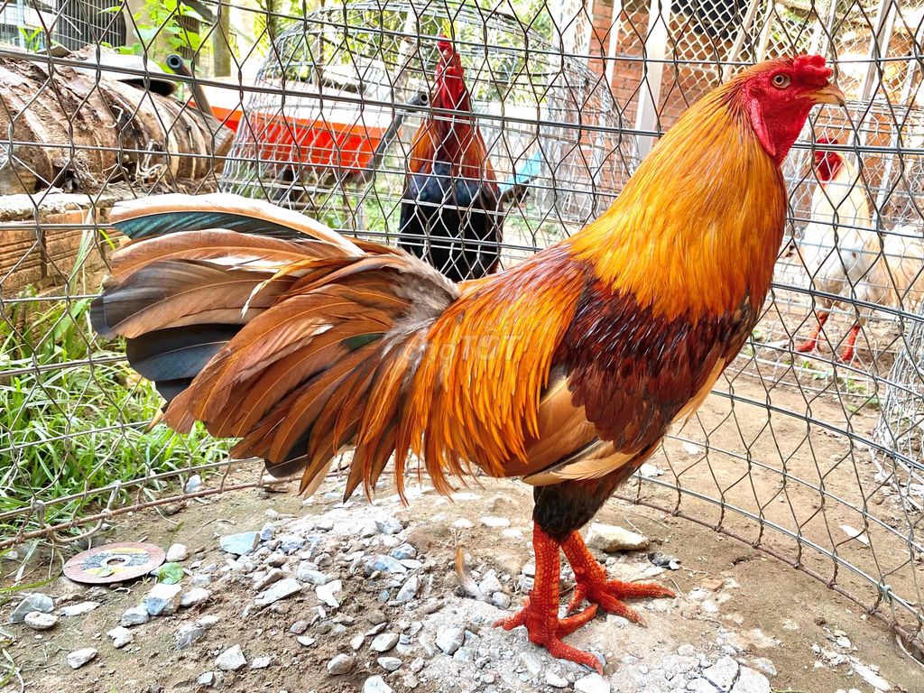 linh kê. Mua bán Gà tại Huyện Phong Điền Cần Thơ được đăng bởi mê gà nồi hình 1