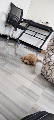 Pass e poodle cái 5 tháng đã tiêm ngừa đầy đủ. Mua bán Chó tại Thành phố Phan Thiết Bình Thuận được đăng bởi Minh Châu 
