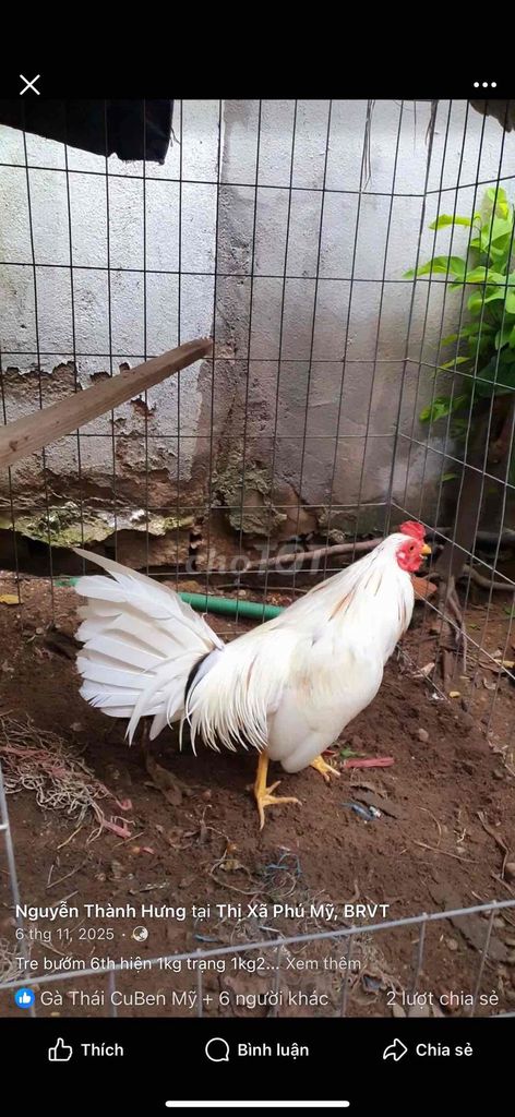 mua Gà tre Cúp bướm tơ 4-5 tháng. Mua bán Gà tại Huyện Trảng Bom Đồng Nai được đăng bởi chí thiện  hình 1