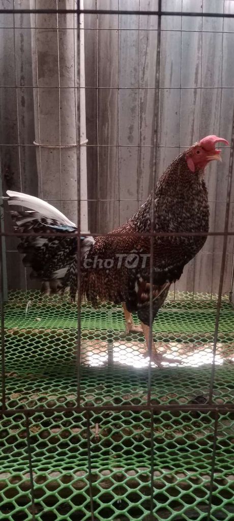Gà trống Nâu đen Đực 2.7kg. Mua bán Gà tại Huyện Đông Hải Bạc Liêu được đăng bởi Qui hoàng  hình 1