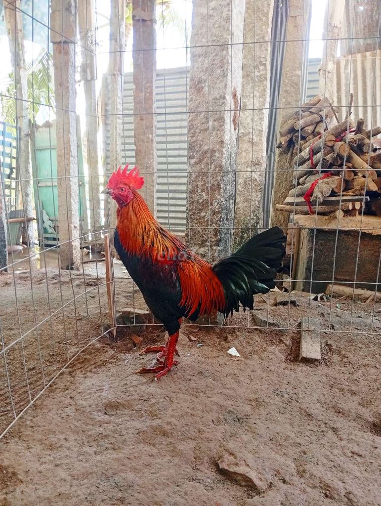 Que 2kg8. Mua bán Gà tại Thành phố Hồng Ngự Đồng Tháp được đăng bởi long gà  hình 1