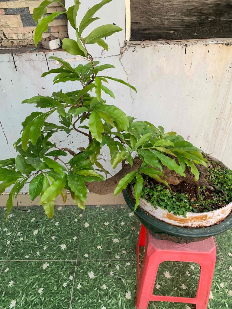 mai vàng bonsai ghép siêu bông SG,cây rất khoẻ