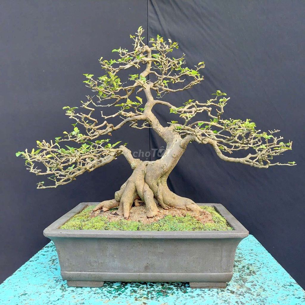 Cây kim quýt bonsai cao 55cm