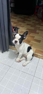 chó pull pháp. Mua bán Chó tại Thị xã Bến Cát Bình Dương được đăng bởi Đặng Hậu