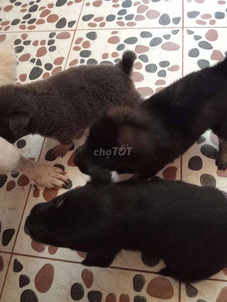 Chó cỏ lai Nhật Đen, xám, trắng 6 con. Mua bán Chó tại Thành phố Thủ Dầu Một Bình Dương được đăng bởi hải hình 1