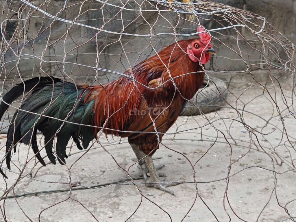 Gà tơ 2.8kg Không tật lỗi. Mua bán Gà tại Thành phố Tân An Long An được đăng bởi Huyền Thoại hình 1