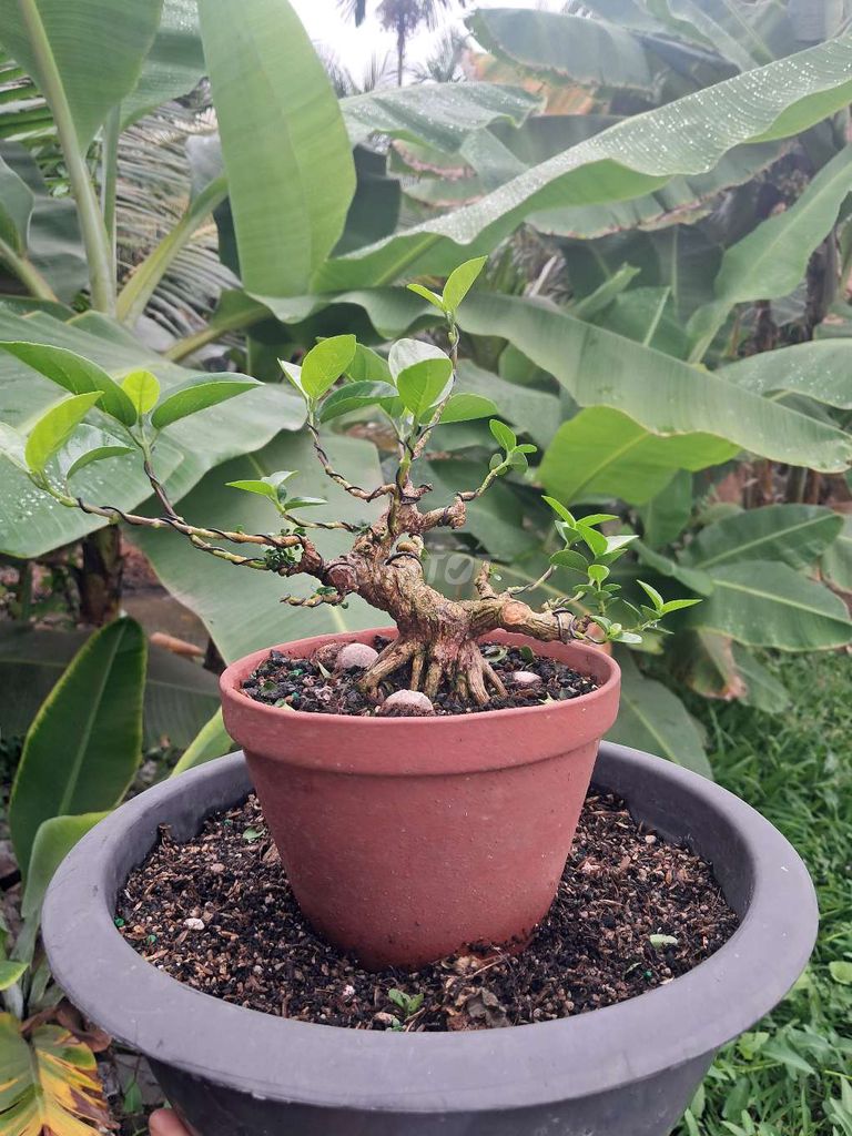 Cây cảnh bonsai Đất nung. Mua bán Cây cảnh, đồ trang trí tại Thành phố Thuận An Bình Dương được đăng bởi Nguyen minh luan hình 1