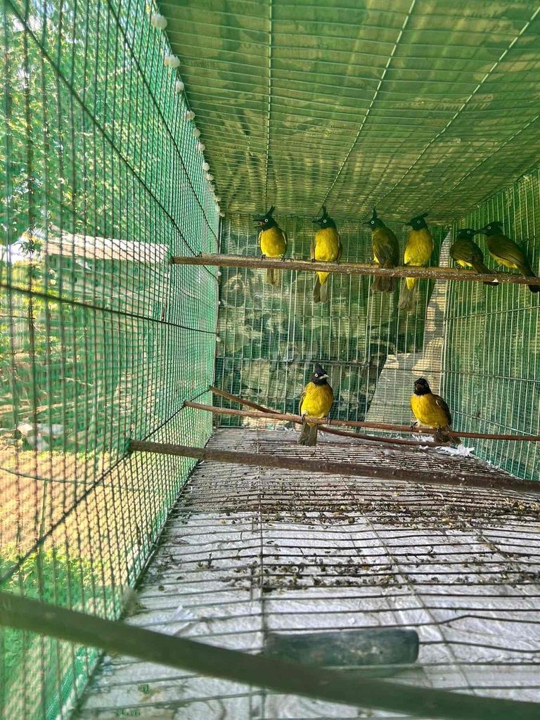 Chim chào mào núi. Mua bán Chim tại Thành phố Buôn Ma Thuột Đắk Lắk được đăng bởi Chim Cảnh Sinh Thảo Đaklak  hình 1