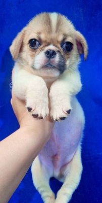 pug xệ đẹp trai
