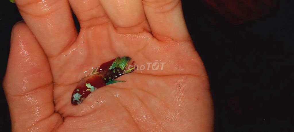 Betta xã kho giá rẻ. Mua bán Thú cưng khác tại Huyện Lấp Vò Đồng Tháp được đăng bởi Đăng Khoa hình 3