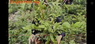 cho thuê đất. Cho thuê đất tại Huyện Hòa Vang Đà Nẵng được đăng bởi Tuấn Anh Phan