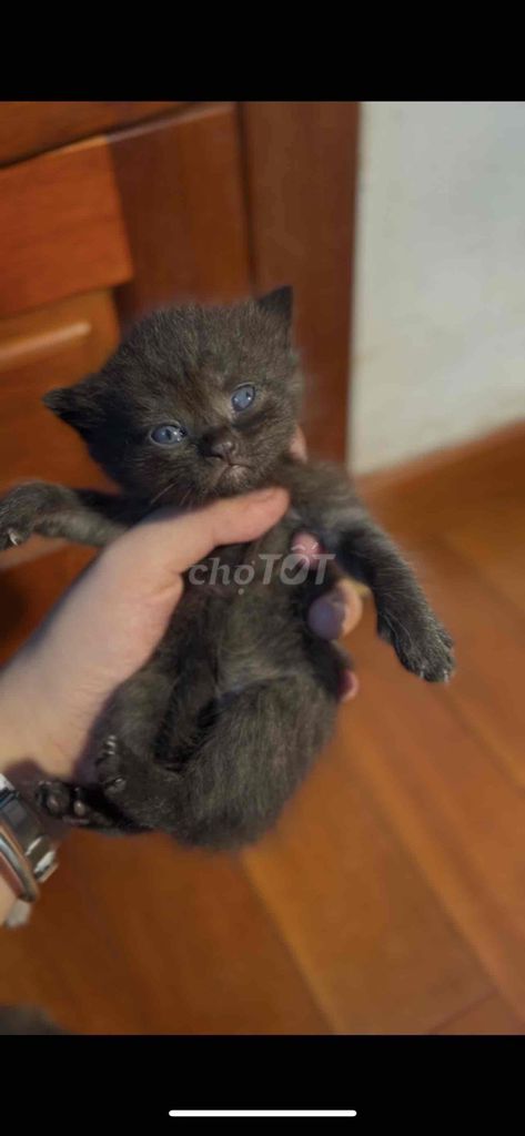 Mèo Aln golden lai x Anh lông dài xám. Mua bán Mèo tại Quận 12 Tp Hồ Chí Minh được đăng bởi Lê Hoài Tuấn hình 1