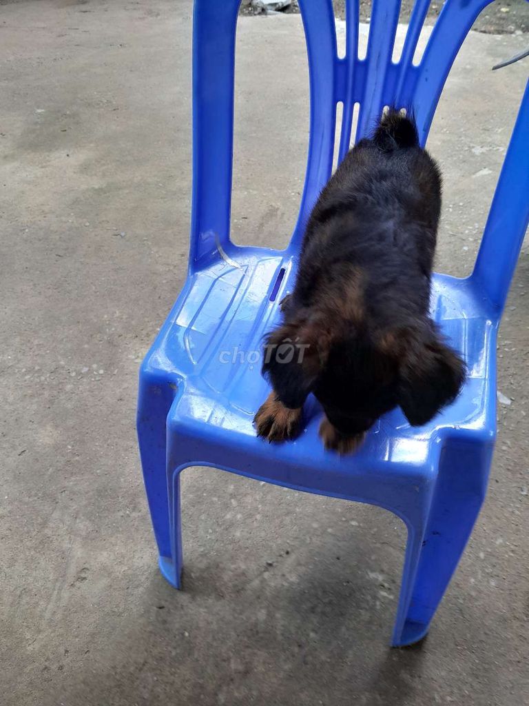 Cần bán gấp bé chó Poodle. Mua bán Chó tại Huyện Hóc Môn Tp Hồ Chí Minh được đăng bởi Nguyenbao hình 1