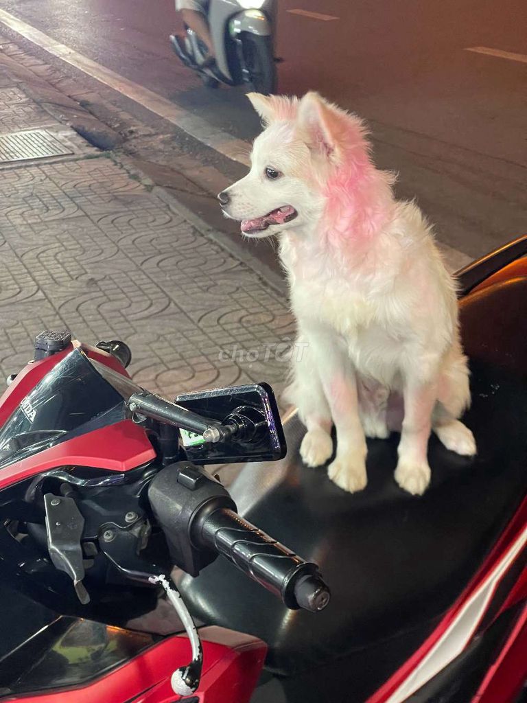 Chó Phốc Sóc đực 8 tháng đã tiêm đủ mũi. Mua bán Chó tại Thành phố Thủ Đức Tp Hồ Chí Minh được đăng bởi Tuyền Tuyền Land hình 1