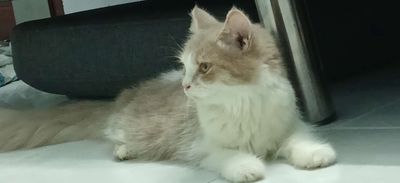 Tìm nhà mới cho bé ạ. Mua bán Mèo tại Quận 6 Tp Hồ Chí Minh được đăng bởi Ngọc Thúy