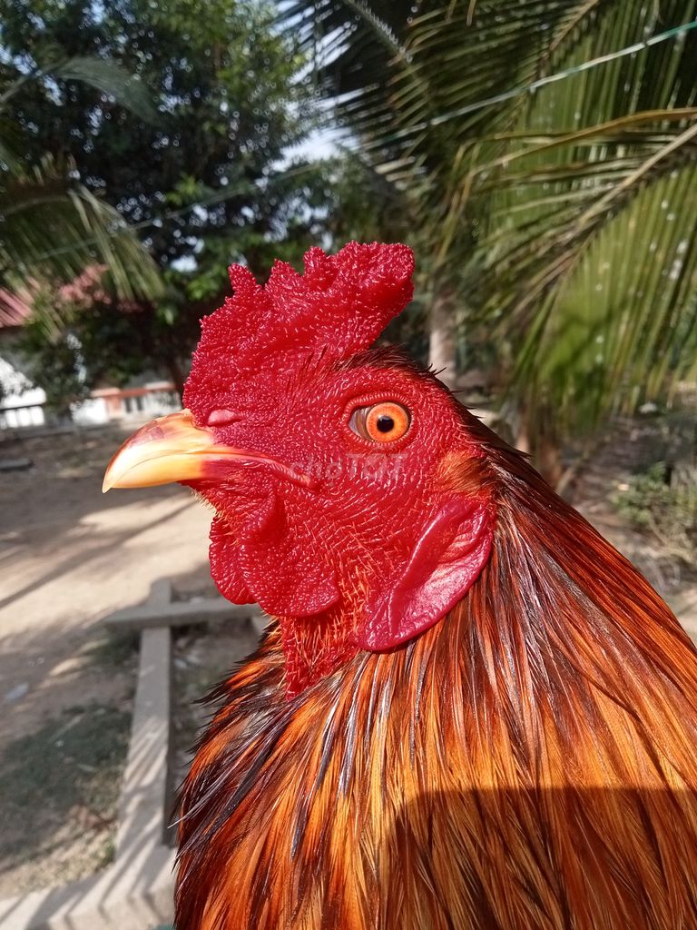 Xám chân xanh 3kg. Mua bán Gà tại Thành phố Trà Vinh Trà Vinh được đăng bởi Mai thien dung hình 1