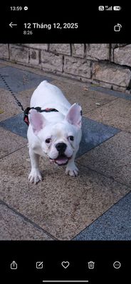 Chó Bull Pháp trắng cần ba mẹ mới