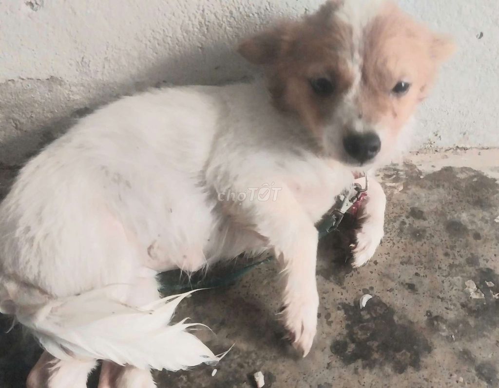 Chó Nhật Trắng Nâu 4 tháng. Mua bán Chó tại Huyện Krông Bông Đắk Lắk được đăng bởi PHƯƠNG ANH hình 1