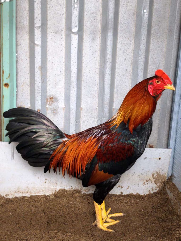 Điều Asil Mỹ 2kg8 , 8th , gà zin , lỏn lẻn . Mua bán Gà tại Quận 8 Tp Hồ Chí Minh được đăng bởi chuyên cung cấp gà tre F1 hình 1