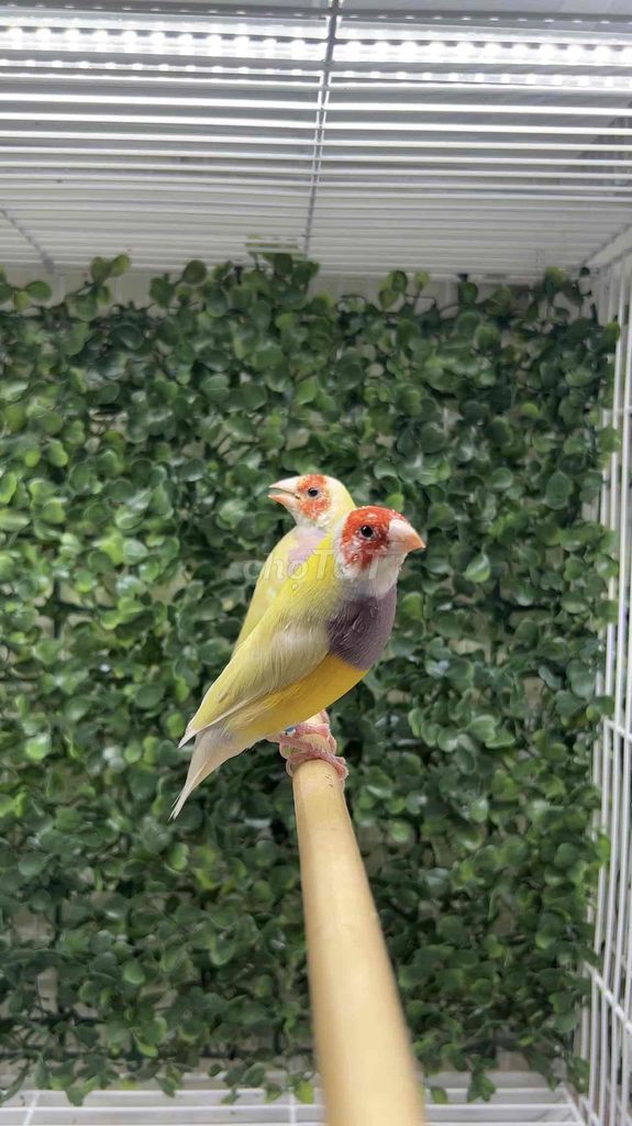 Chim 7 Màu Châu Âu. Mua bán Chim tại Thị xã Bến Cát Bình Dương được đăng bởi Nghĩa Finch hình 1