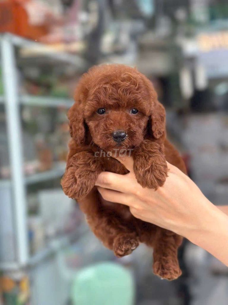 POODE TUNY TÌM NHÀ MỚI. Mua bán Chó tại Quận Bình Tân Tp Hồ Chí Minh được đăng bởi My Hoạ hình 2