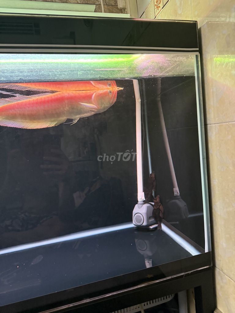 ngân long Abino short lưng gù giữa độc size to. Mua bán Thú cưng khác tại Quận 8 Tp Hồ Chí Minh được đăng bởi Anh khánh hình 1