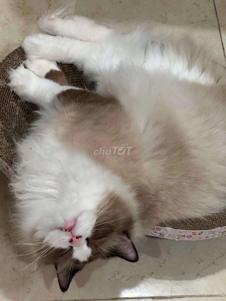 Mèo Ragdoll, Anh lông ngắn đực Trắng. Mua bán Mèo tại Quận 6 Tp Hồ Chí Minh được đăng bởi hoang tu hình 1