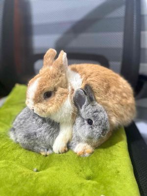 Đôi thỏ lùn size ss. Mua bán Thú cưng khác tại Huyện Cờ Đỏ Cần Thơ được đăng bởi Nông Trại Gu Thích Thú 