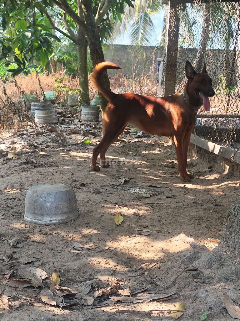 Chó Bec Bỉ đực cái 11 tháng. Mua bán Chó tại Huyện Tri Tôn An Giang được đăng bởi PHƯƠNG LÊ hình 1