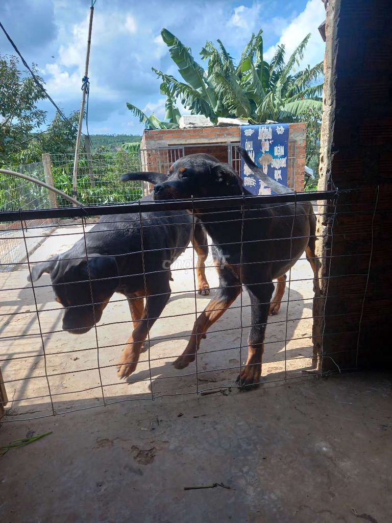Chó Rottweiler đen vàng 6 tháng tuổi. Mua bán Chó tại Huyện Krông Năng Đắk Lắk được đăng bởi Duy hình 1